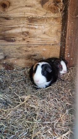 Image 4 of 3 stunning guineapig looking for new homes
