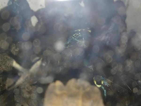 Image 1 of Powder blue tincurtaus dart frogs