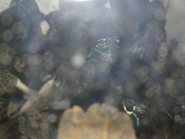 Preview of the first image of Powder blue tincurtaus dart frogs.