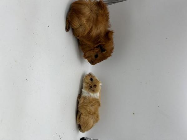 Image 4 of Beautiful Abyssinian X Texel Guinea pigs