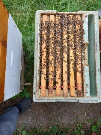 Image 1 of Honey bee Nuc available AprilMay 2024