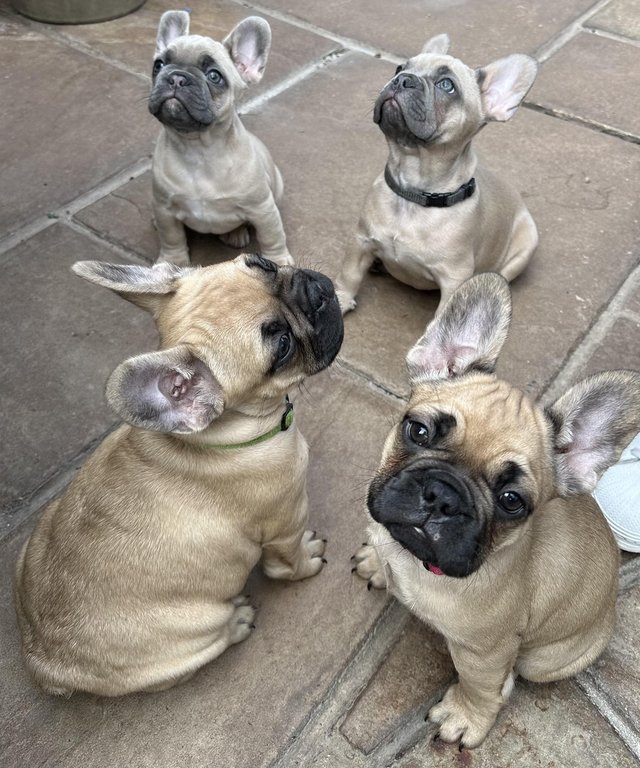 Preview of the first image of French Bulldog Puppies ready now (only 2 boys left).