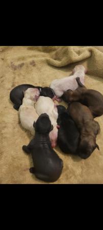 Image 3 of Pedigree Chinese Crested puppies