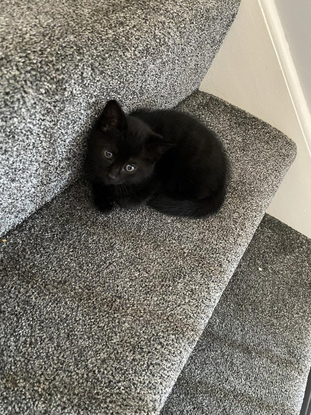 Preview of the first image of 13 week old Black Male kitten.