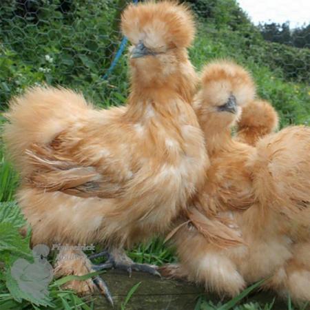 Image 1 of Bearded Silkie Hens, various colours, available now.