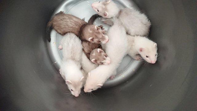 Image 2 of Micro ferret kits for sale ready now