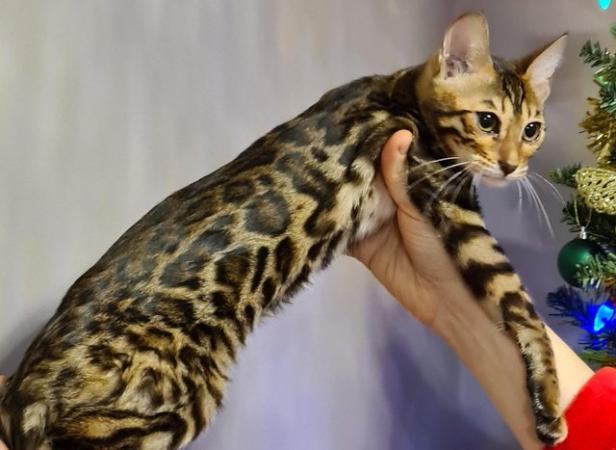 Image 6 of Beautiful Bengal kittens ready to go