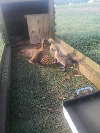 Image 2 of On and off heat khaki Cambell and Khaki mix ducklings