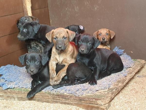 Image 3 of Labrador cross 9 week old pups 3 girls 1 boy