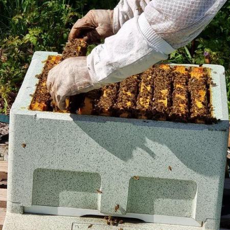 Image 2 of National and Langstroth Bee nucs for sale reserve your nucs