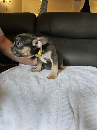 Image 2 of Kc registered French bulldog puppies