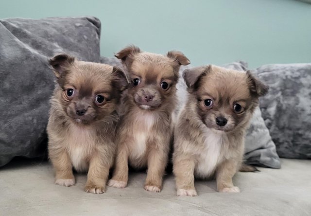 Preview of the first image of Longhaired Blue Sable Chihuahua pups.