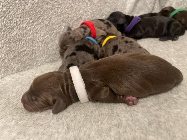 Image 6 of NEW LITTER - COCKER SPANIEL PUPPIES
