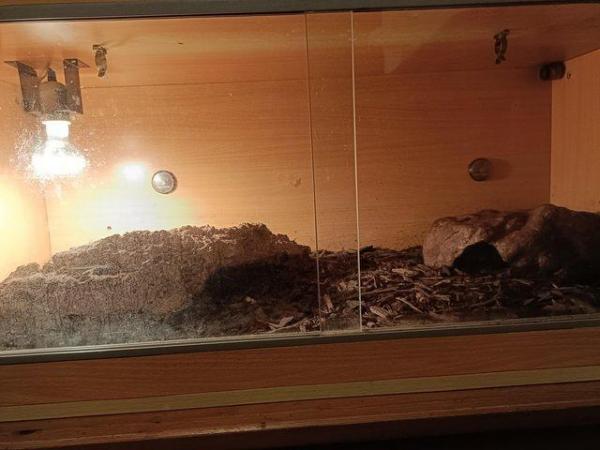 Image 15 of Northern blue tongue skink with enclosure. Collection only.