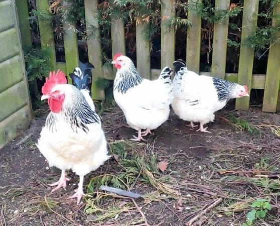 Image 1 of Light Sussex Large Fowl Eggs, Chicks, Growers, Chicken, Hen