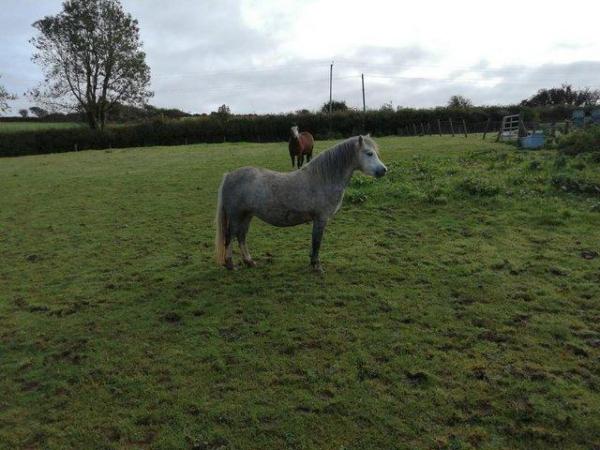 Image 1 of Rising 5yr old Welsh section A mare.