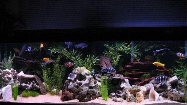 Preview of the first image of ***African cichlid rehoming service ***.