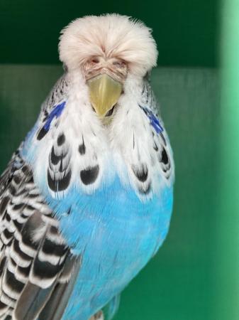 Image 5 of Breeding pair of show budgies