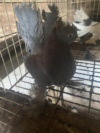 Image 4 of 3 Indian Fantail Pigeons 2024 hatched