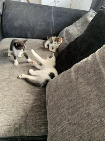 Image 5 of READY NOW beautiful kittens for sale 1 left