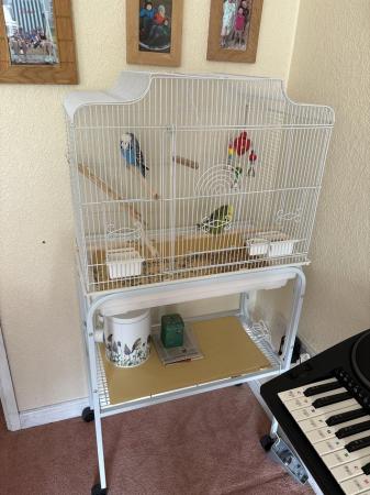 Image 6 of 2 Budgies for Sale - with cage, feed, toy