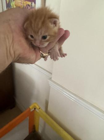 Image 4 of GINGER Kittens born ready in early August for new homes