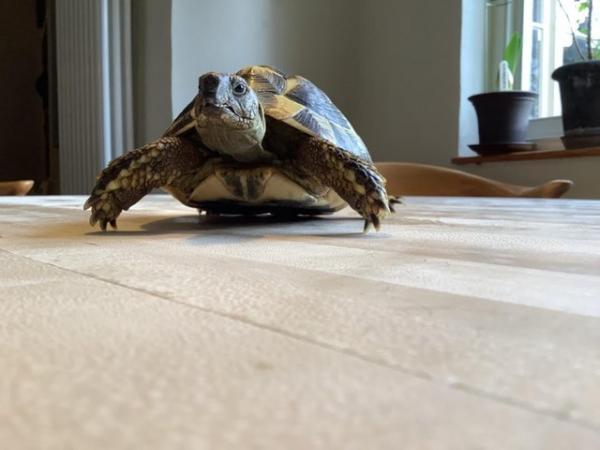 Image 3 of Male Herman tortoise 5 1/2 years old