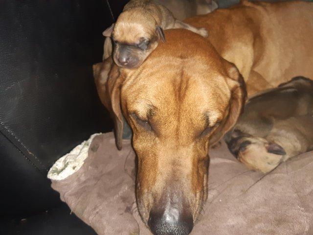 Preview of the first image of ??KC RHODESIAN RIDGEBACKS PUPPIES ??.