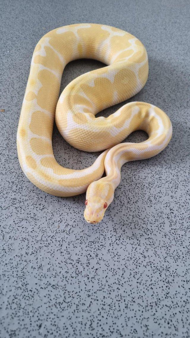 Preview of the first image of royal python (albino)........