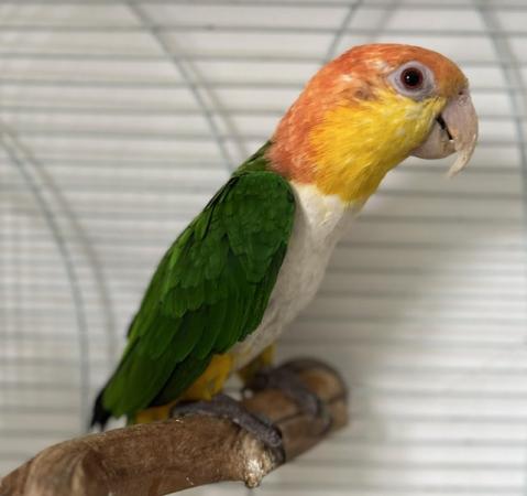 Image 8 of Semi Tame Yellow Tighed Caique Parrot and cage