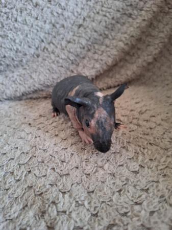 Image 4 of Skinny pig boars boys hairless guinea pigs