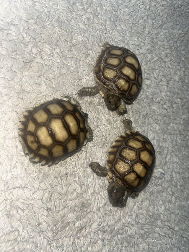 Baby sulcatas tortoise grow very large — photo 4 of 4