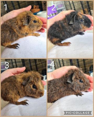 Image 1 of 6 week old purebred teddy guinea pigs
