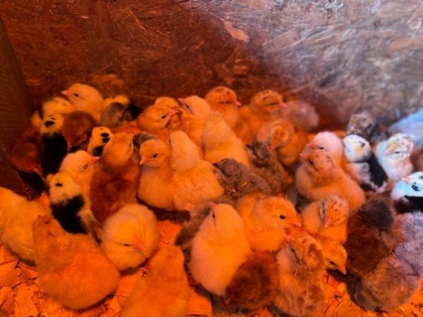 Image 10 of Rhode Island Red Chicks (Unsexed) - 1 week old
