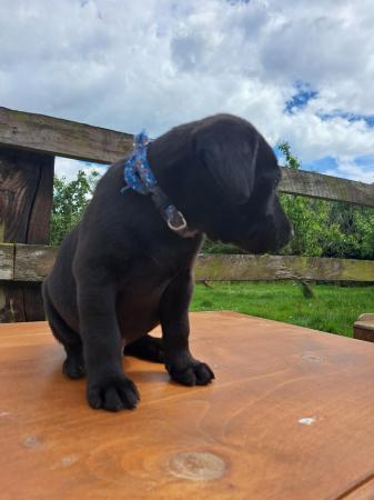 Image 9 of Labrador puppies home bred farm reared