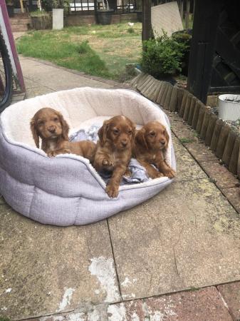 Image 6 of COCKER SPANIEL PUPPIES FOR SALE
