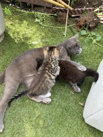 Image 5 of British blue long haired/bengal kittens ready now