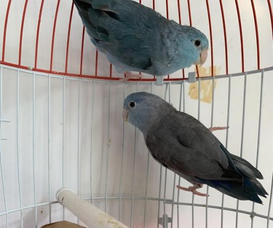 Image 1 of Breeding pair of parrotlets
