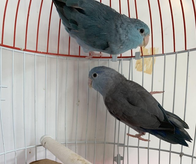 Preview of the first image of Breeding pair of parrotlets.