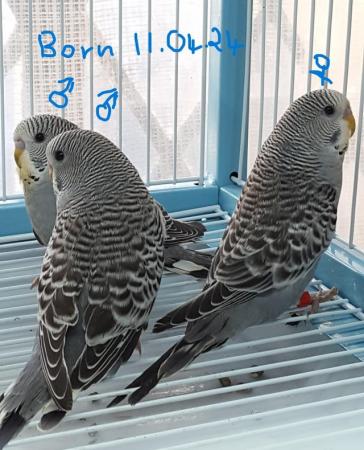 Image 13 of !!!For sale young budgies for rehoming!!!