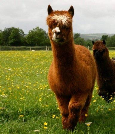 Image 8 of Beautiful Quality Alpacas for Sale