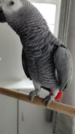 Image 2 of African Gray Parrot, ( Male ),Name (KoKo)
