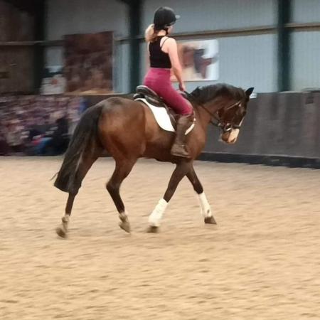 Image 3 of 15hh mare - teenagers dream
