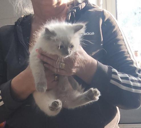 Image 11 of Ragdoll kittens ready now micro chipped £350.