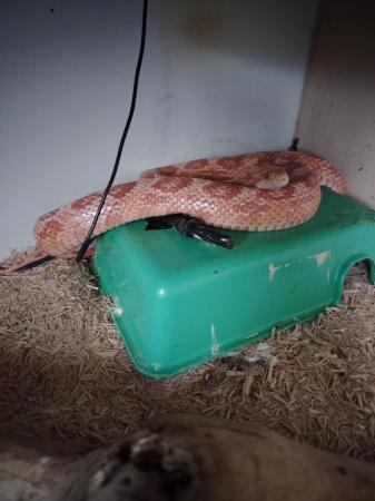 Image 1 of Corn Snake Looking for Good Home