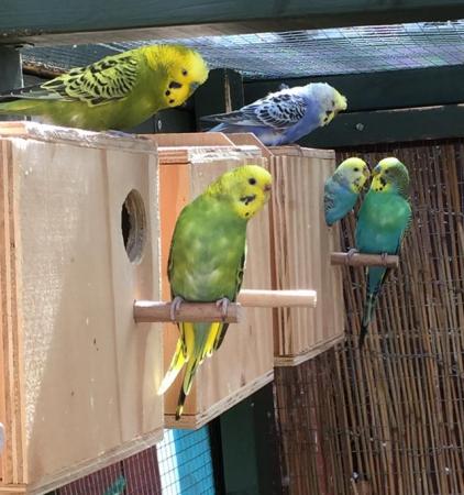 Image 2 of Baby budgies for sale Warrington