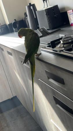 Image 2 of Alexandrine parrot for sale - one year old.