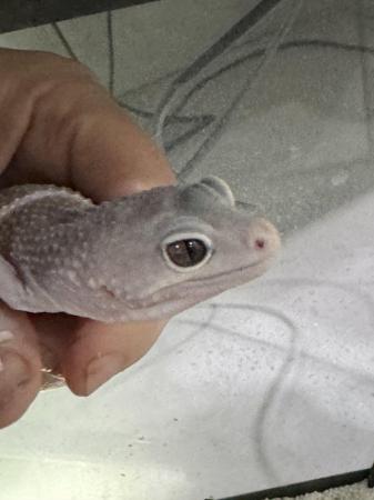 Image 3 of Lavender femaleleopard gecko