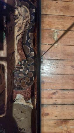 Image 4 of Ball python with or without full enclosure