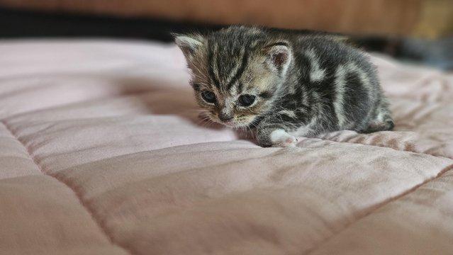 Image 11 of Stunning British Shorthair Kittens